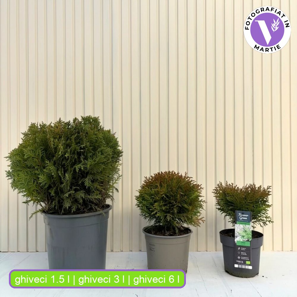 Tuia verde Danica, globular, vesnic verde, solitar sau gard viu