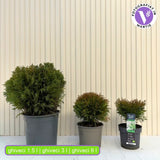 Tuia verde Danica, globular, vesnic verde, solitar sau gard viu