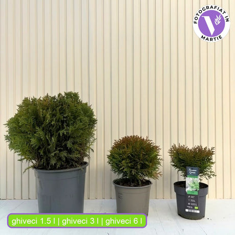 Tuia verde Danica, globular, vesnic verde, solitar sau gard viu