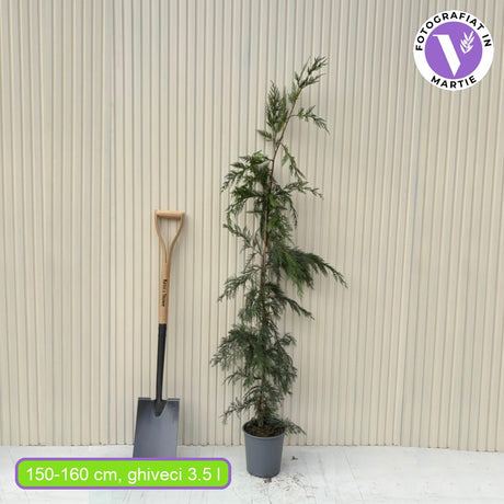 Chiparos Leylandii,  gard viu rapid vesnic verde, crestere rapida, conifer foare rezistent la boli