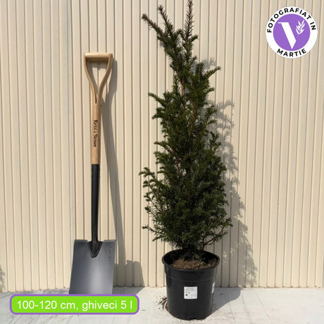 Tisa Clasica gard viu vesnic verde (Taxus Baccata)