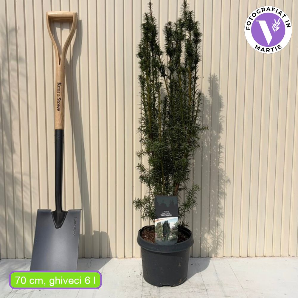 Tisa Clasica gard viu vesnic verde (Taxus Baccata)