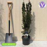 Tisa Clasica gard viu vesnic verde (Taxus Baccata)