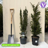 Tisa Clasica gard viu vesnic verde (Taxus Baccata)