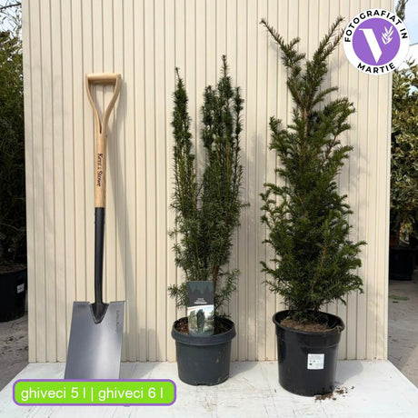 Tisa Clasica gard viu vesnic verde (Taxus Baccata)