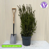 Tisa Groenland (Taxus Baccata), vesnic verde, compacta, rezistenta, ideala gard viu, fructe rosii decorative