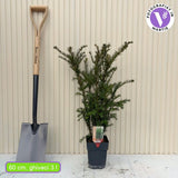 Tisa Groenland (Taxus Baccata), vesnic verde, compacta, rezistenta, ideala gard viu, fructe rosii decorative