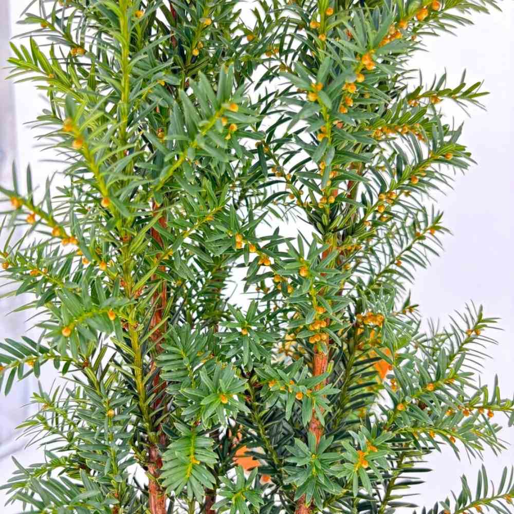 Tisa Hillii gard viu vesnic verde (Taxus Baccata), conifer coloanar, rezistent la umbra si tundere