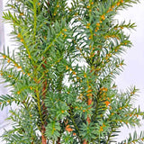 Tisa Hillii gard viu vesnic verde (Taxus Baccata), conifer coloanar, rezistent la umbra si tundere