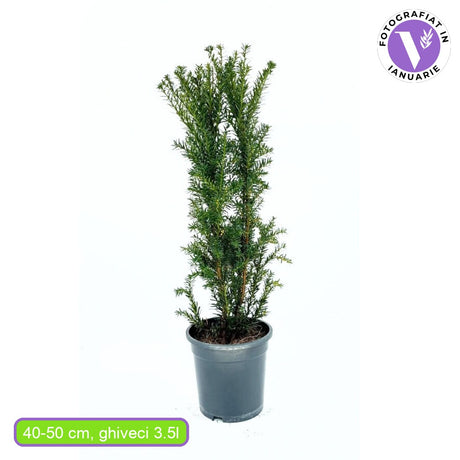 Tisa Hillii gard viu vesnic verde (Taxus Baccata), conifer coloanar, rezistent la umbra si tundere