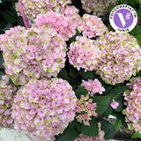 Hortensie macrophylla Magical Evolution Pink, flori mari roz cu nuante schimbatoare