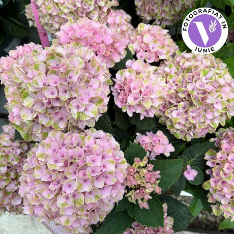 Hortensie macrophylla Magical Evolution Pink, flori mari roz cu nuante schimbatoare