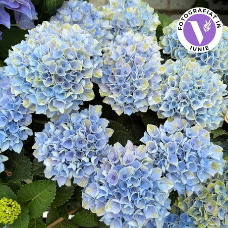 Hortensie macrophylla Magical Evolution blue, flori albastre spectaculoase cu nuante schimbatoare