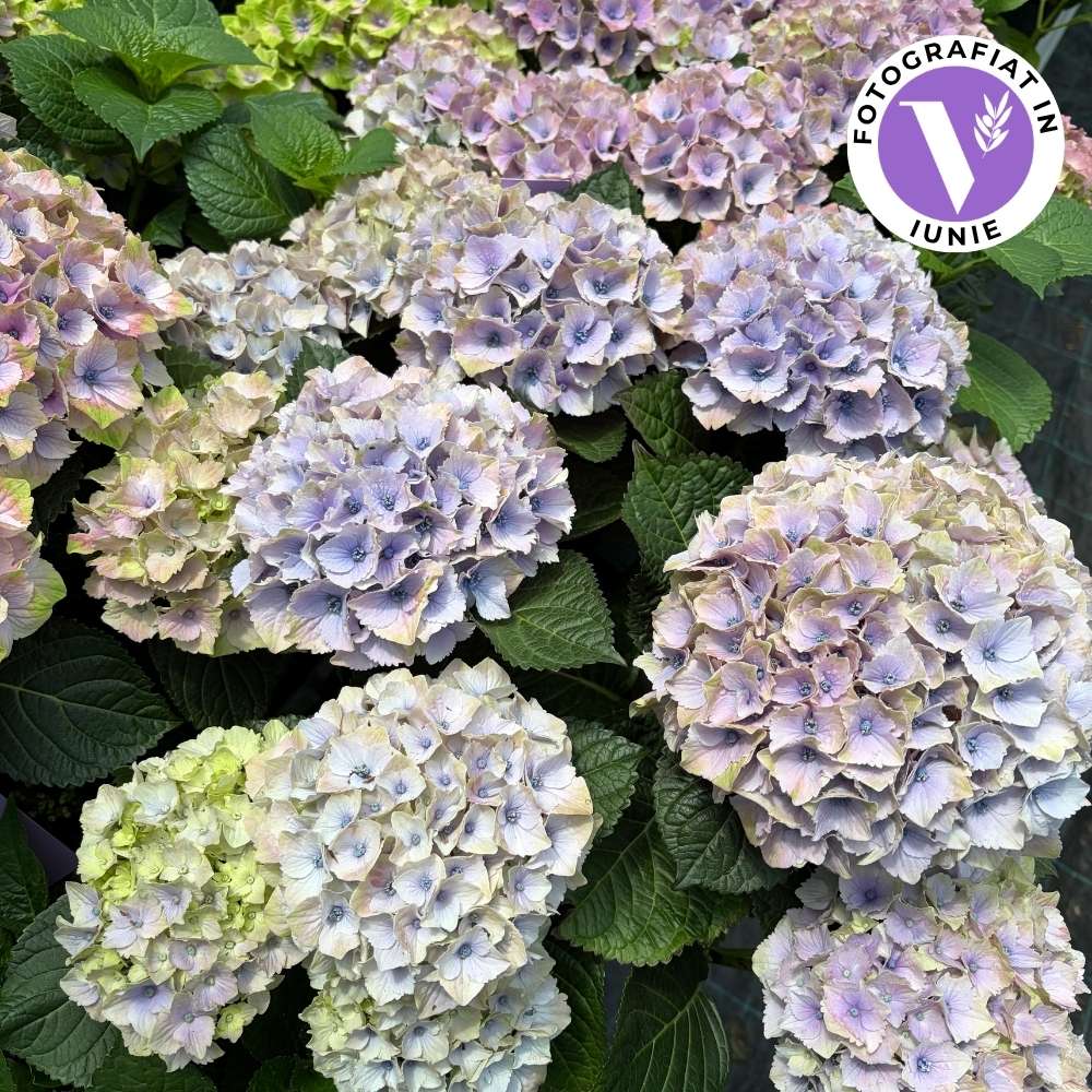 Hortensie Hydrangea macrophylla Magical Jewel, compacta, flori mari cu nuante schimbatoare