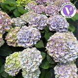 Hortensie Hydrangea macrophylla Magical Jewel, compacta, flori mari cu nuante schimbatoare