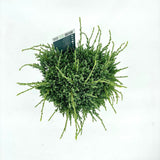 Ienupar Holger, tarator, cu frunzis verde-albastrui, conifer pitic, compact, de ghiveci sau gradina