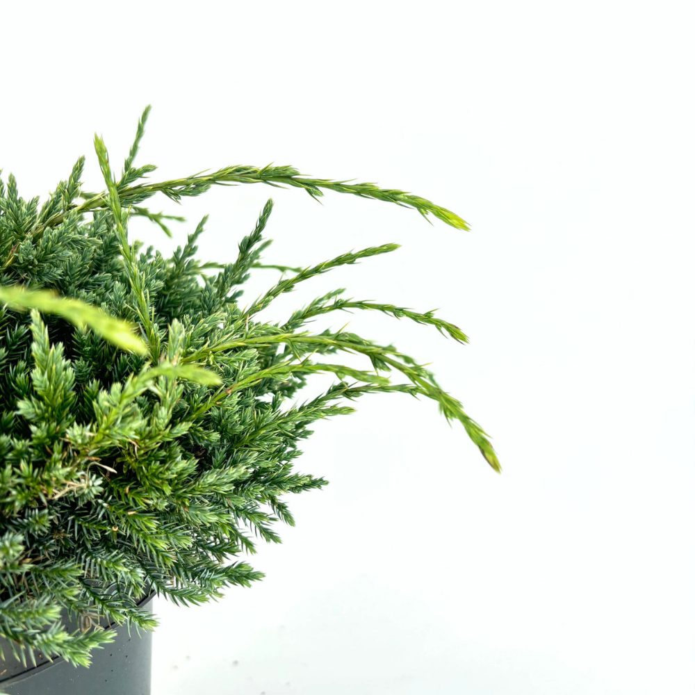 Ienupar Holger, tarator, cu frunzis verde-albastrui, conifer pitic, compact, de ghiveci sau gradina