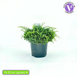 Ienupar Holger, tarator, cu frunzis verde-albastrui, conifer pitic, compact, de ghiveci sau gradina
