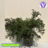 Ienupar Mint Julep, conifer decorativ verde intens, tarator, rezistent la seceta si ger, ideal pentru taluzuri si borduri