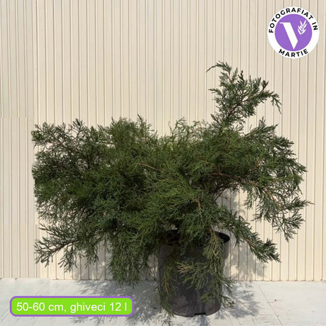 Ienupar Mint Julep, conifer decorativ verde intens, tarator, rezistent la seceta si ger, ideal pentru taluzuri si borduri