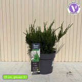 Ienupar Mint Julep, conifer decorativ verde intens, tarator, rezistent la seceta si ger, ideal pentru taluzuri si borduri