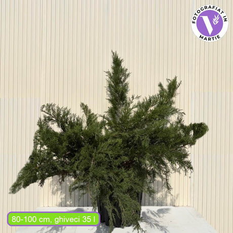 Ienupar Mint Julep, conifer decorativ verde intens, tarator, rezistent la seceta si ger, ideal pentru taluzuri si borduri