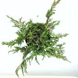 Ienupar Prince Of Wales, tarator, frunzis verde, fructe decorative albastru-purpurii, ideal pentru bordusi si taluzi