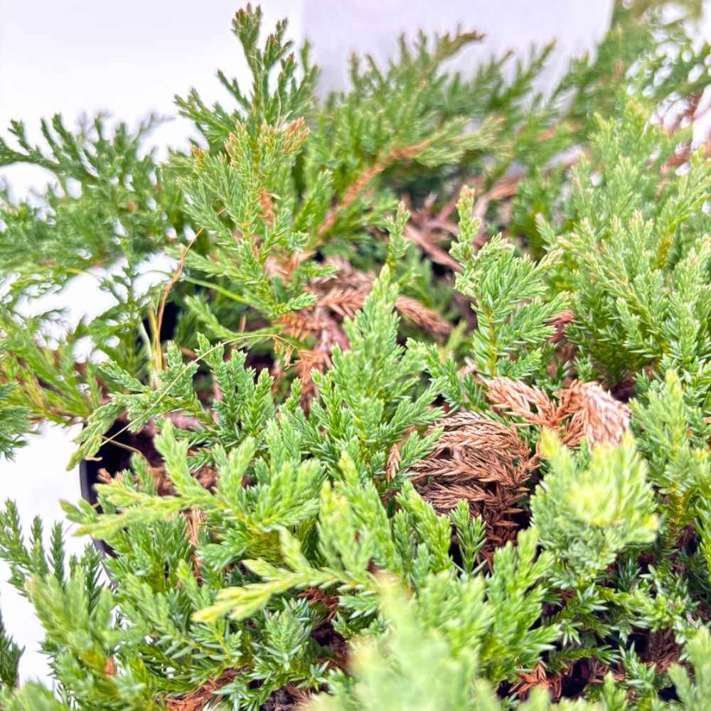 Ienupar Prince Of Wales, tarator, frunzis verde, fructe decorative albastru-purpurii, ideal pentru bordusi si taluzi