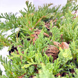 Ienupar Prince Of Wales, tarator, frunzis verde, fructe decorative albastru-purpurii, ideal pentru bordusi si taluzi