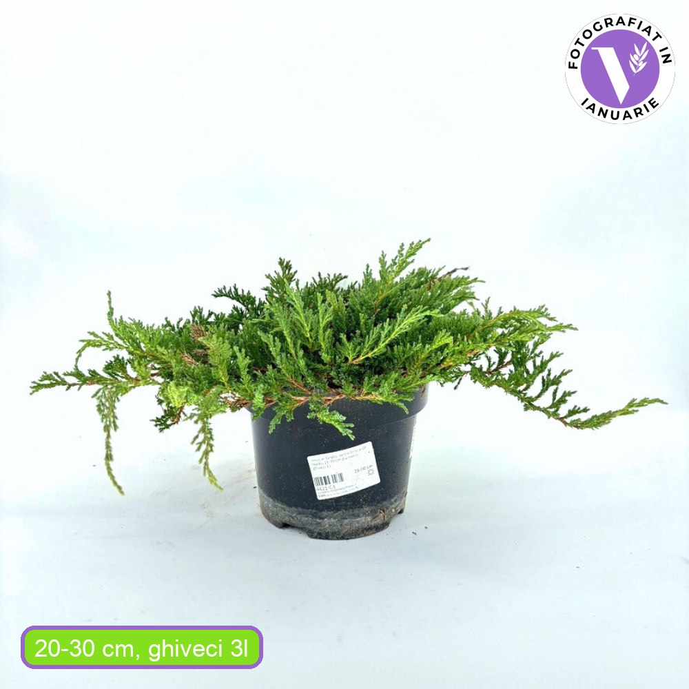 Ienupar Prince Of Wales, tarator, frunzis verde, fructe decorative albastru-purpurii, ideal pentru bordusi si taluzi