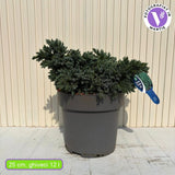 Ienupar Pitic Blue Star, conifer pitic albastru-argintiu, vesnic verde, compact, forma de crestere sferica