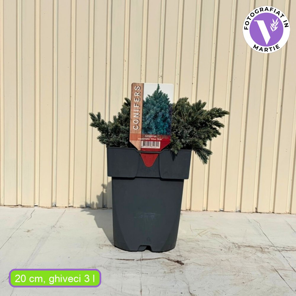 Ienupar Pitic Blue Star, conifer pitic albastru-argintiu, vesnic verde, compact, forma de crestere sferica