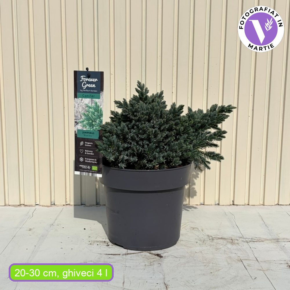 Ienupar Pitic Blue Star, conifer pitic albastru-argintiu, vesnic verde, compact, forma de crestere sferica