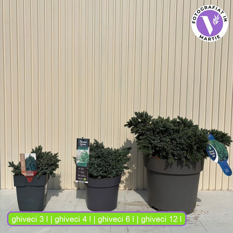 Ienupar Pitic Blue Star, conifer pitic albastru-argintiu, vesnic verde, compact, forma de crestere sferica