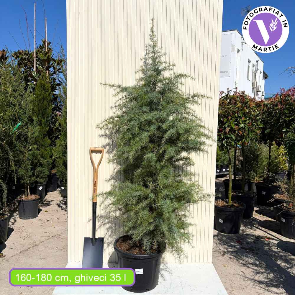 Cedru de Himalaya Albastru (Cedrus Deodara), conifer ornamental cu ace verde-albastrui moi si arcuite, vesnic verde, crestere rapida