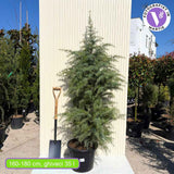 Cedru de Himalaya Albastru (Cedrus Deodara), conifer ornamental cu ace verde-albastrui moi si arcuite, vesnic verde, crestere rapida