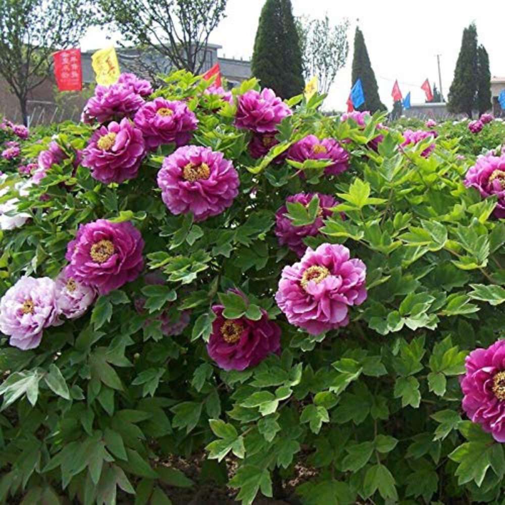 Bujor Copac (Paeonia suffruticosa) cu flori liliachiu, planta ornamentala de gradina, inflorire spectaculoasa si parfum delicat, inradacinat in ghiveci