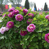Bujor Copac (Paeonia suffruticosa) cu flori liliachiu, planta ornamentala de gradina, inflorire spectaculoasa si parfum delicat, inradacinat in ghiveci