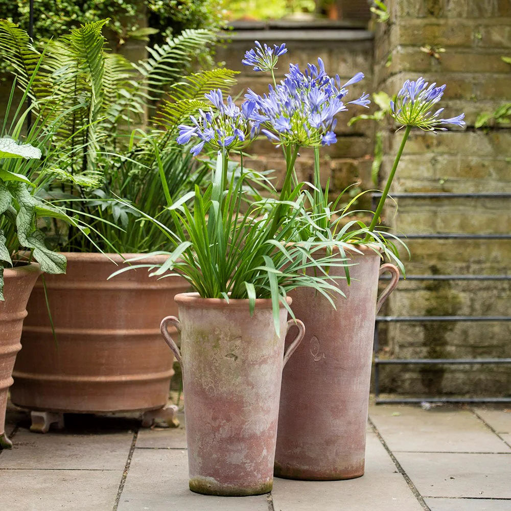 Crin African Agapanthus Blue Umbrella, flori albastre-deschis elegante in globuri, planta exotica rezistenta