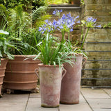 Crin African Agapanthus Blue Umbrella, flori albastre-deschis elegante in globuri, planta exotica rezistenta