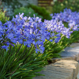 Crin African Agapanthus Blue Umbrella, flori albastre-deschis elegante in globuri, planta exotica rezistenta