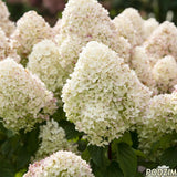 Hortensie de gradina (Paniculata) Living Sugar Rush, cu flori mari, albe cu nuante roz delicate