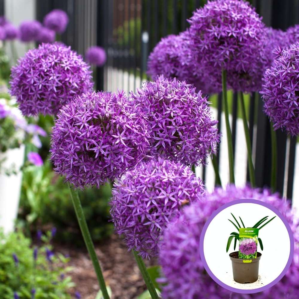 Ceapa Ornamentala (Allium) Purple Sensation,  cu flori sferice mari violet intens, crestere rapida, anuala