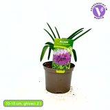 Ceapa Ornamentala (Allium) Purple Sensation,  cu flori sferice mari violet intens, crestere rapida, anuala