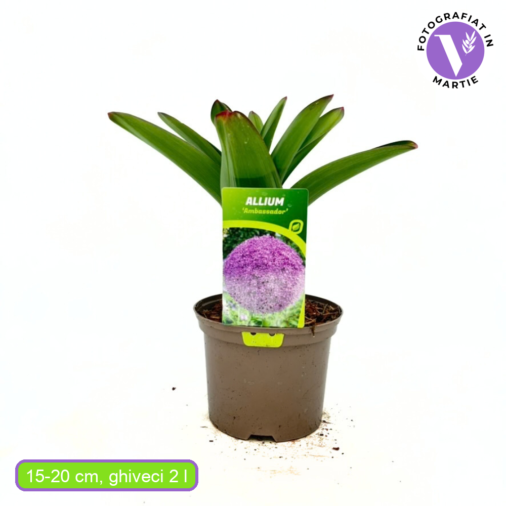 Ceapa Ornamentala (Allium) Ambassador, cu flori mov sferice