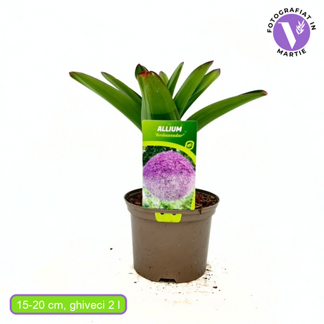 Ceapa Ornamentala (Allium) Ambassador, cu flori mov sferice