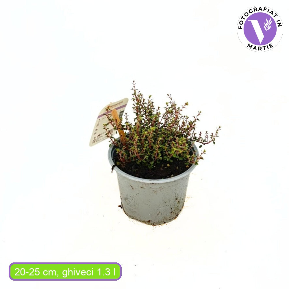 Cimbrisor Lamaios Argintiu Silver Queen, cimbru lamaie argintiu, planta aromatica taratoare, perena decorativa