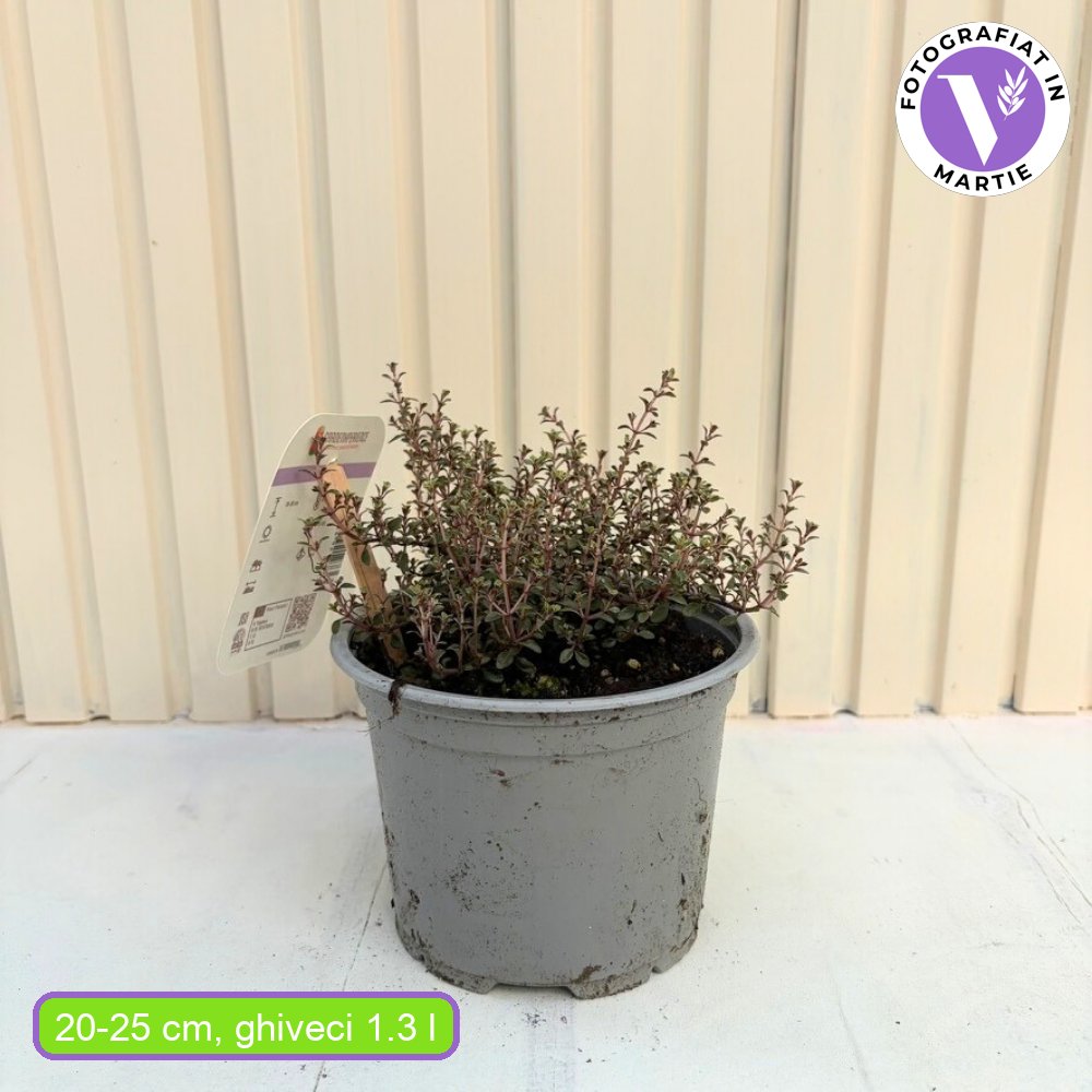 Cimbrisor Lamaios Argintiu Silver Queen, cimbru lamaie argintiu, planta aromatica taratoare, perena decorativa