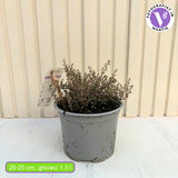 Cimbrisor Lamaios Argintiu Silver Queen, cimbru lamaie argintiu, planta aromatica taratoare, perena decorativa