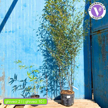 Bambus de Gradina Negru (Phyllostachys Nigra), tulpini negre, rezistent la frig, gard viu dens, ideal pentru gard viu si terase